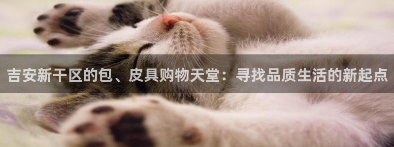 辉达娱乐公司