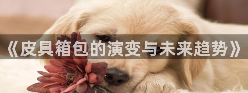 龙腾辉达电子娱乐